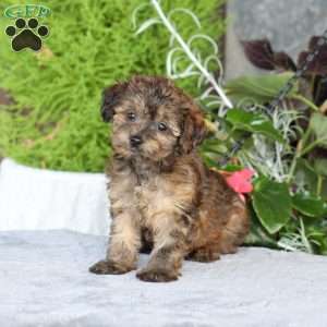Reeses, Yorkie Poo Puppy